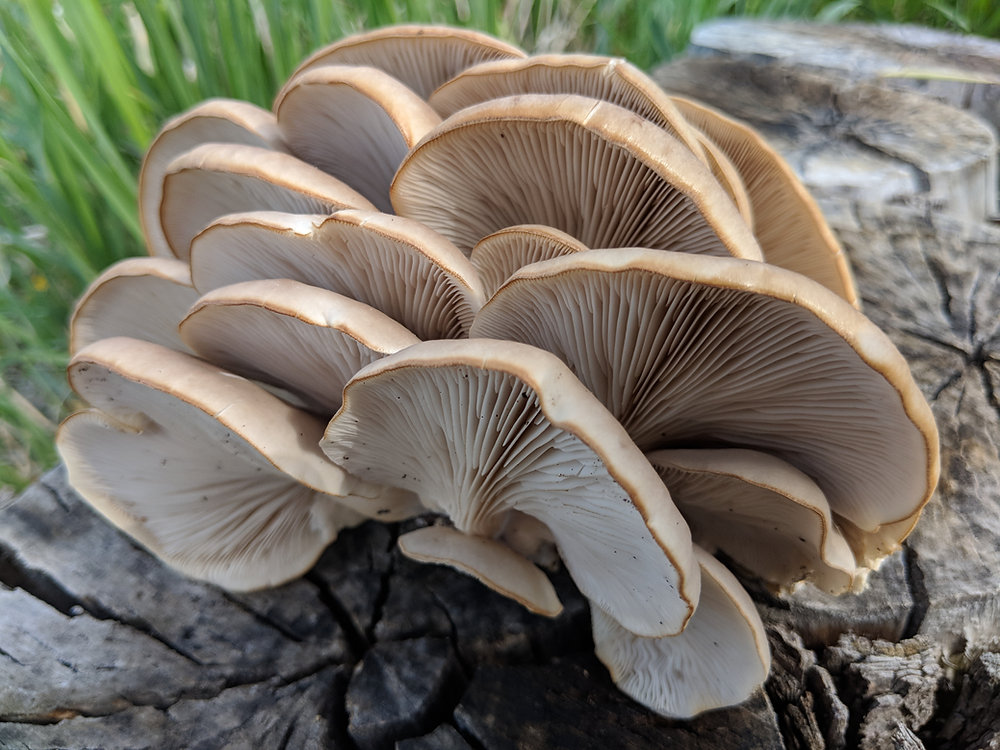 Oyster Mushrooms: The Surprising Health Benefits of These Healing Fungi