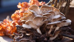 Maitake Mushroom Benefits