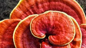 A Guide to Using Reishi Mushroom Powder for Better Health