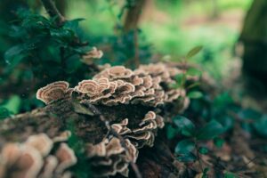 Closeup shot of turkey tail mushrooms, a type of polypore mushroom, growing on a fallen tree