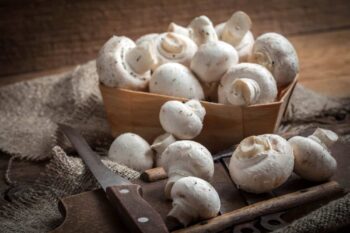 Freshly harvested mushrooms, Medicinal Mushrooms
