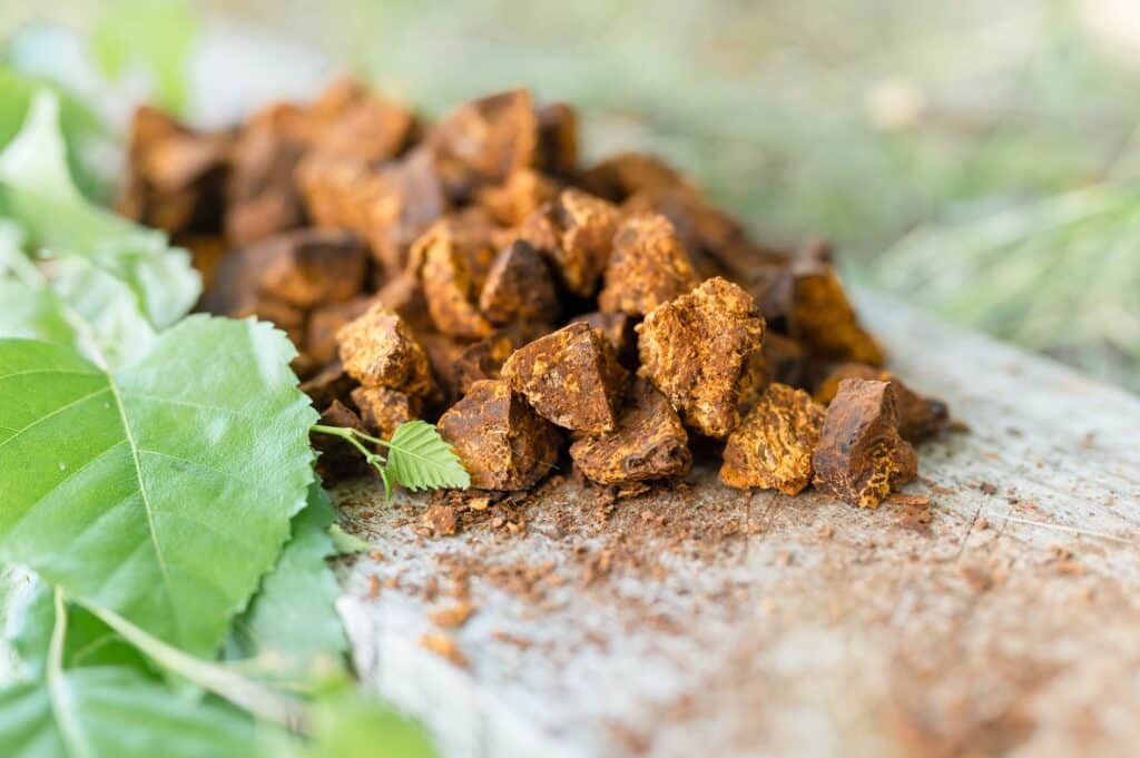 gathered foraged sliced chopped pieces chaga mushroom birch tree fungus for brewing medicinal tea, Chaga Mushrooms
