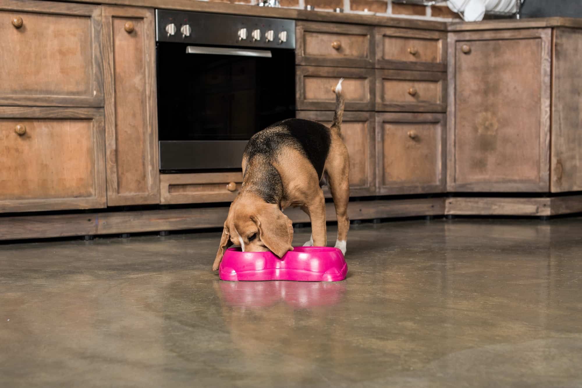 hungry beagle dog eating from pink bowls in the kitchen