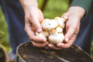 Mushrooms