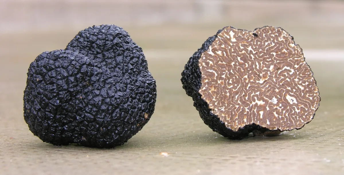 Truffles Mushrooms